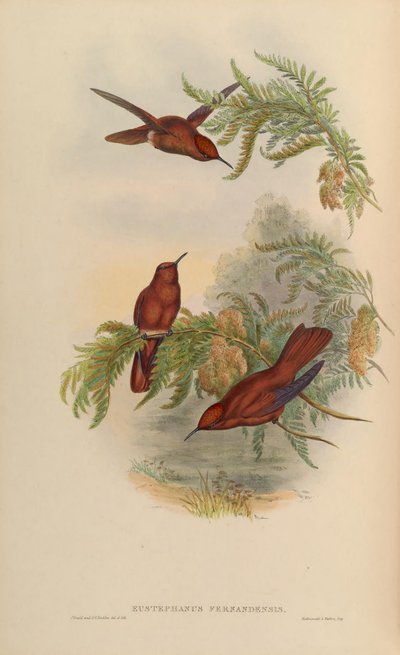 Eustephanus fernandensis = Sephanoides fernandensis de John Gould